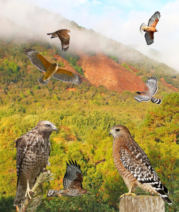 Red-shouldered Hawk 3